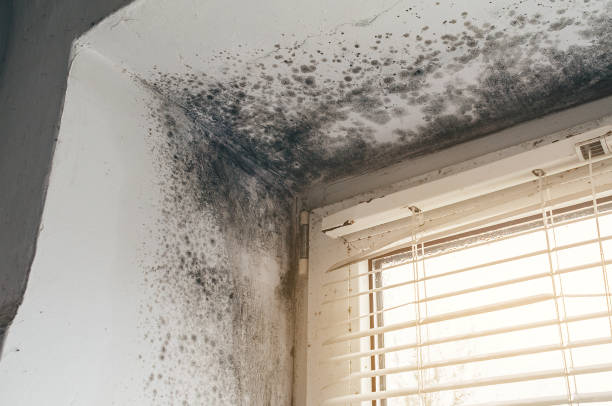 Affordable Basement Mold Removal solutions in Grass Lake, MI